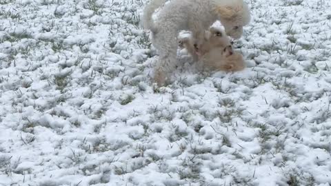 Puppies Are Fighting But Mom Knows How To Stop Them