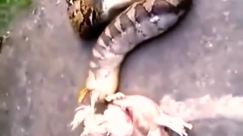 How a python eats its prey