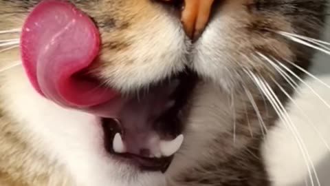 Wow Cat's tongue 😺- cat Relaxing mood