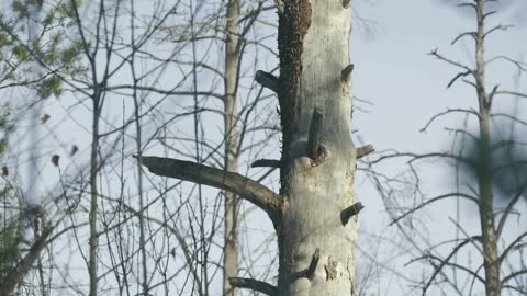 Woodpecker in winter forest, Russia