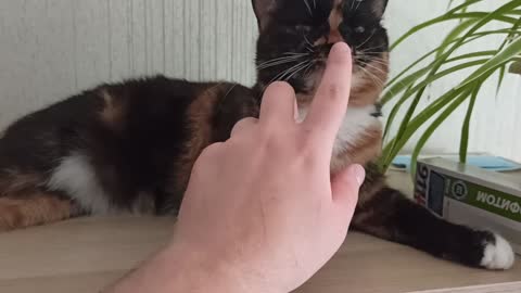 My cat likes it when her nose is scratched.