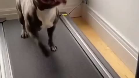dog doing daily activity on the treadmill