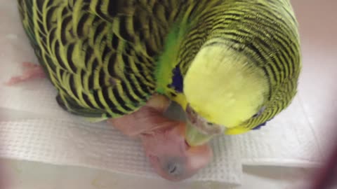 Budgies feed their young with great care and attention