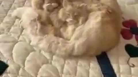 Guy Fakes Lifting Snuggling Kitties Realistic Figure l