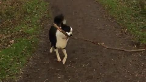 Dog fetching stick
