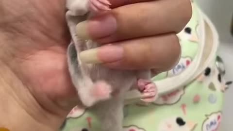 Baby Sugar Glider Likes Being Petted #shorts #sugarglider #sugarglidercare