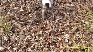 Tree Sawed Down After Dog Gets Stuck Inside