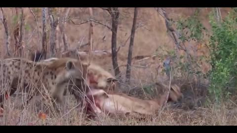 hyena stealing cheetah's prey