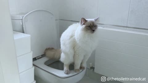 Toilet Trained Cat Demonstrates How To Flush When Finished