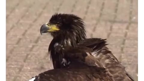eagle 🦅 vs drone