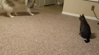 Adorable Husky VS Laser