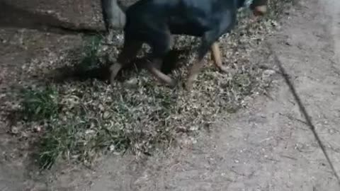 Doberman is excited to take a walk.