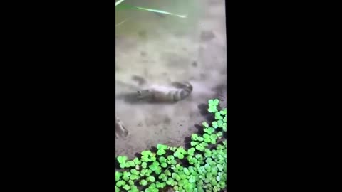 The molting process of a shrimp in the lake