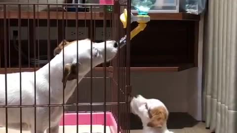 Jack Russell & puppy humorously fight over water dispenser