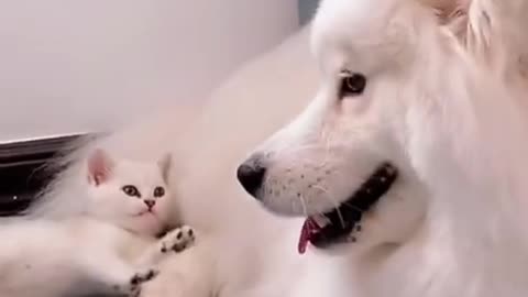 Cute cat vs dog funny video