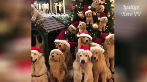 Best funny Video 2021 christmas dogs
