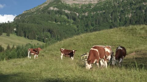 Cow herd on the background of the picturesque Alpine mountains