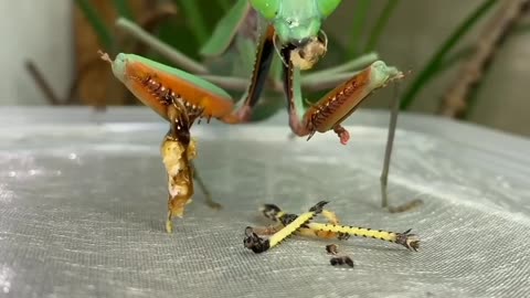 locusts eating 🦗😲♥️