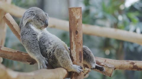 Amazing Koala, Lazy But Very Cute - AnimalHero