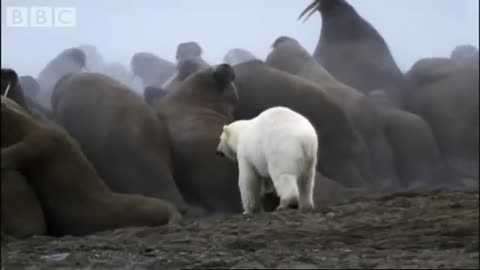 Polar Bear vs Walrus colony - BBC Planet Earth