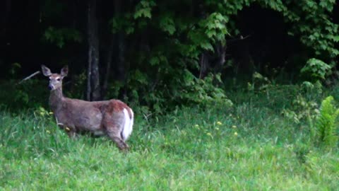 White-tailed deer