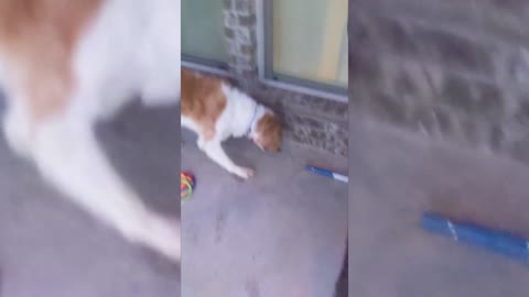 Dog Hilariously Hunting a Frog