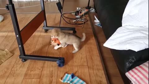 Video of a dog playing with a toy.