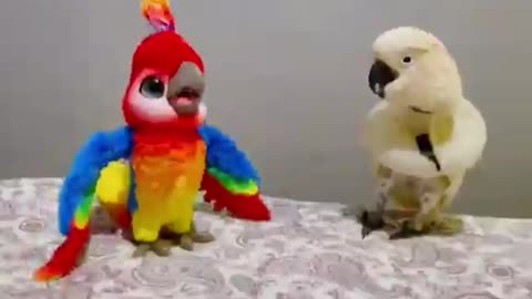 Знакомство двух попугаев