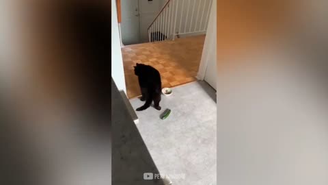 Cats Vs Cucumber Challenge