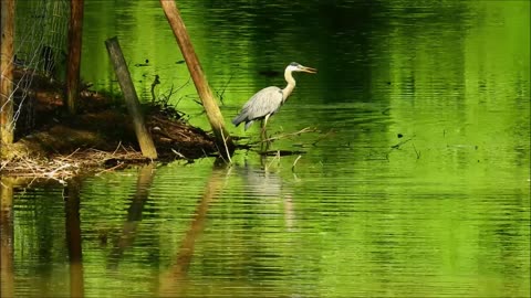 #rumbleviral / Gray Heron Wadingbird Bird Animal bird