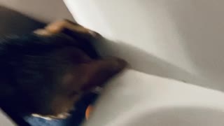 Pup Drops Ball in the Bath