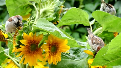 Bird sparrow sunflower - foraging