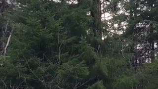 Bear Family Eating in a Tree