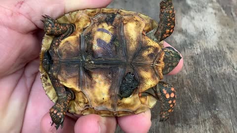 Bolivan Red Foot Hatchling Tortoise