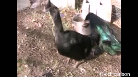 Hilarious Pet Duck Devours Spaghetti