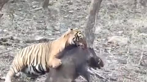 Tiger killed by pig