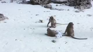 Three brown monkeys play on a beach and chase tourists