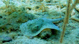 Footage of baby stingray eating is truly remarkable