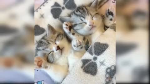 How well are the two little cats sleeping?