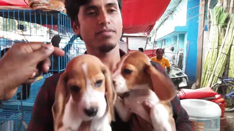 confused puppy on INDIAN market