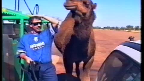 Camel Tries To Cuddle, Lick & Bite Man While He Pumps Gas