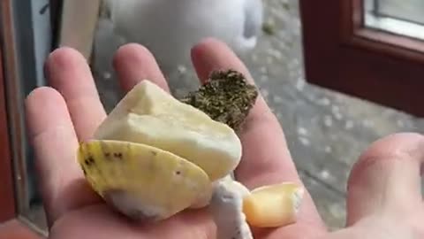 day 57 of feeding my pet seagull to gain his trust