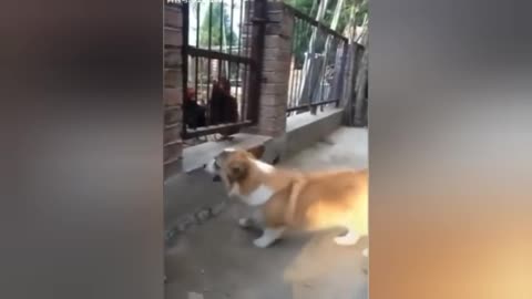 Chicken vs Dog fight // funny video