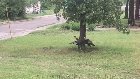 Turkeys Enjoying Some Playtime Around a Tree