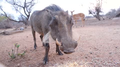 What eats a common warthog? Where do common warthogs live?