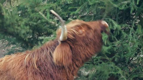 Animal eating a plant