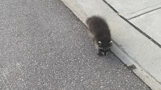 Wild baby raccoon climbs up woman’s leg