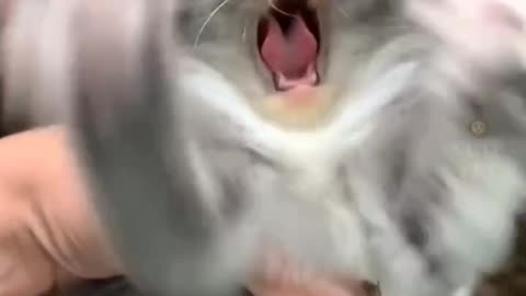 Cut Cat Funny Video 😱