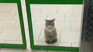 Cat Waits Patiently in Store Doorway