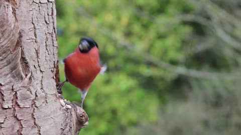 Red Bird - Pássaro vermelho